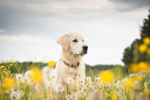 Alternative Therapien Arthrose Hund