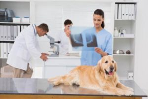 Arthritis beim Hund Vorschaubild
