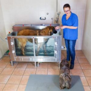 Hydrotherapie alte Hunde