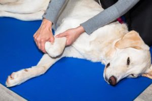 Physiotherapie beim Hund
