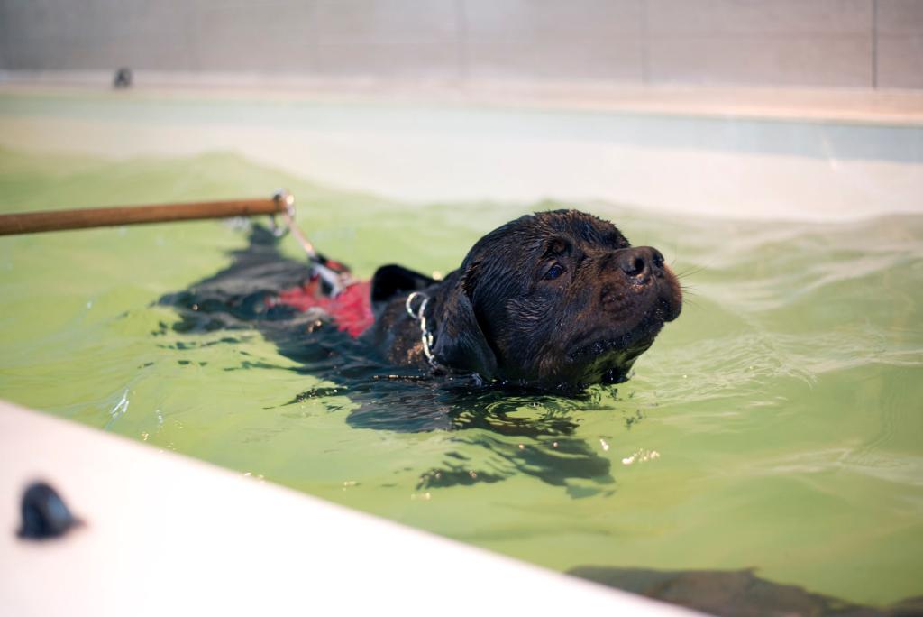 ᐅ Hydrotherapie bei Gelenkserkrankungen › arthrosehund.de