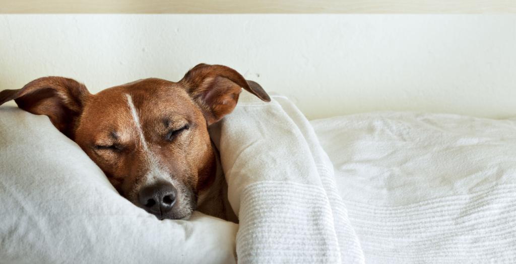 ᐅ Traumeel für Hunde mit Gelenkserkrankungen › arthrosehund.de