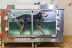Hydrotherapie Arthritischer Hund