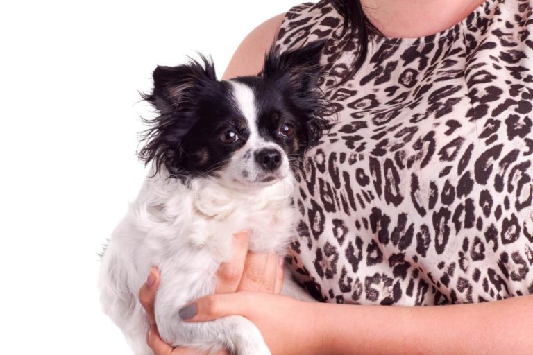 tragegeschirr hund