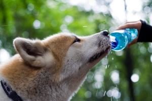 Hund trinkt aus Flasche