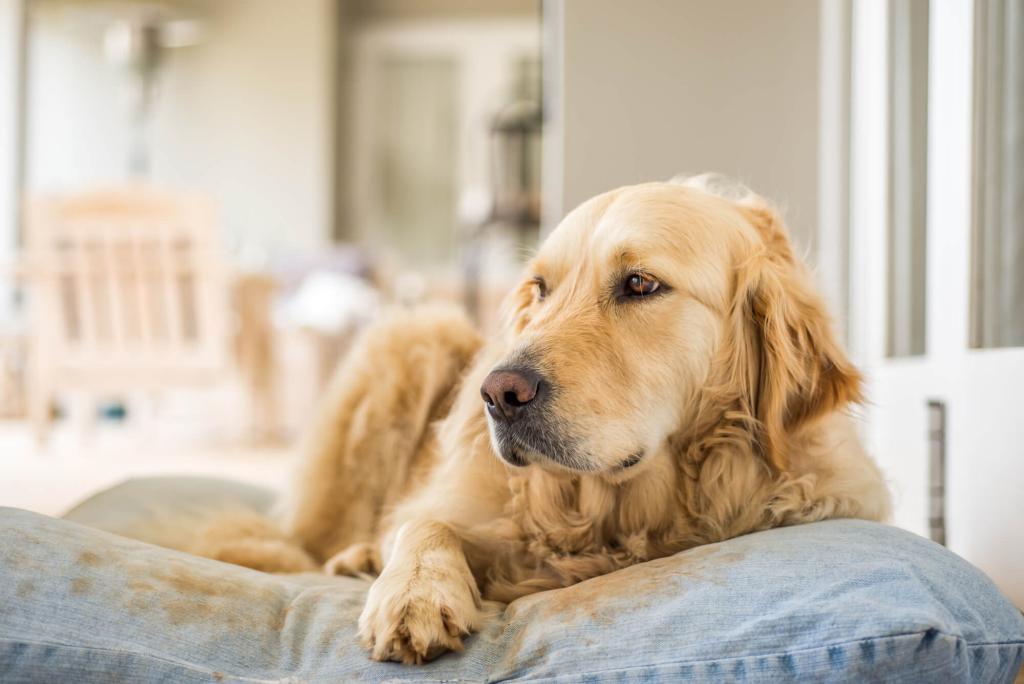 inkontinenter Hund in seinem Hundebett