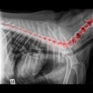 Röntgenbild Wirbelsäule Hund