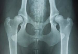 Röntgenbild Hund mit Arthrose