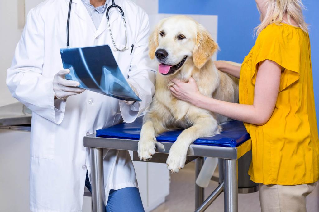 Tierarzte schauen sich Roentgenbilder eines Hundes an