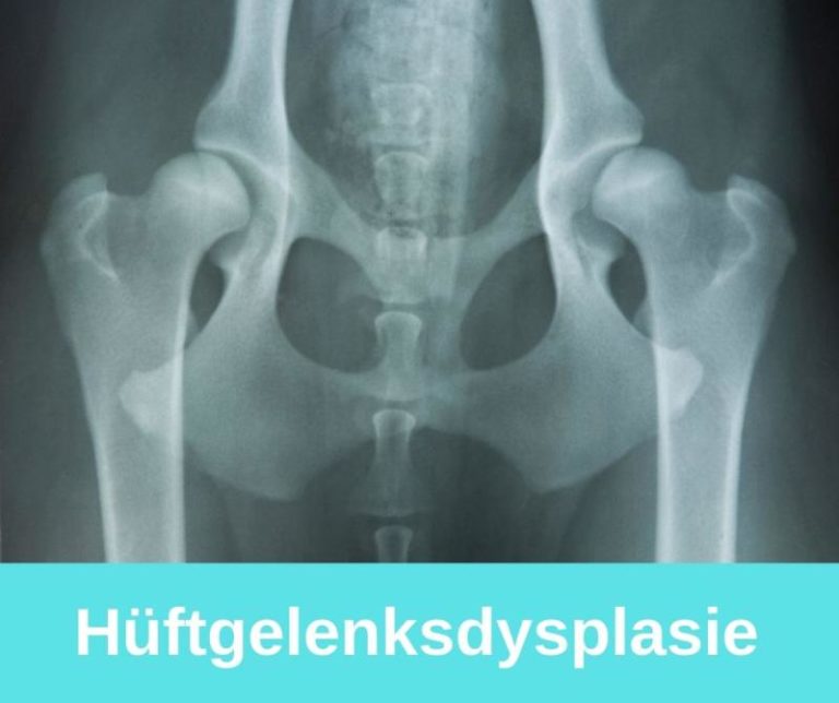 Hüftgelenksdysplasie Hund › arthrosehund.de